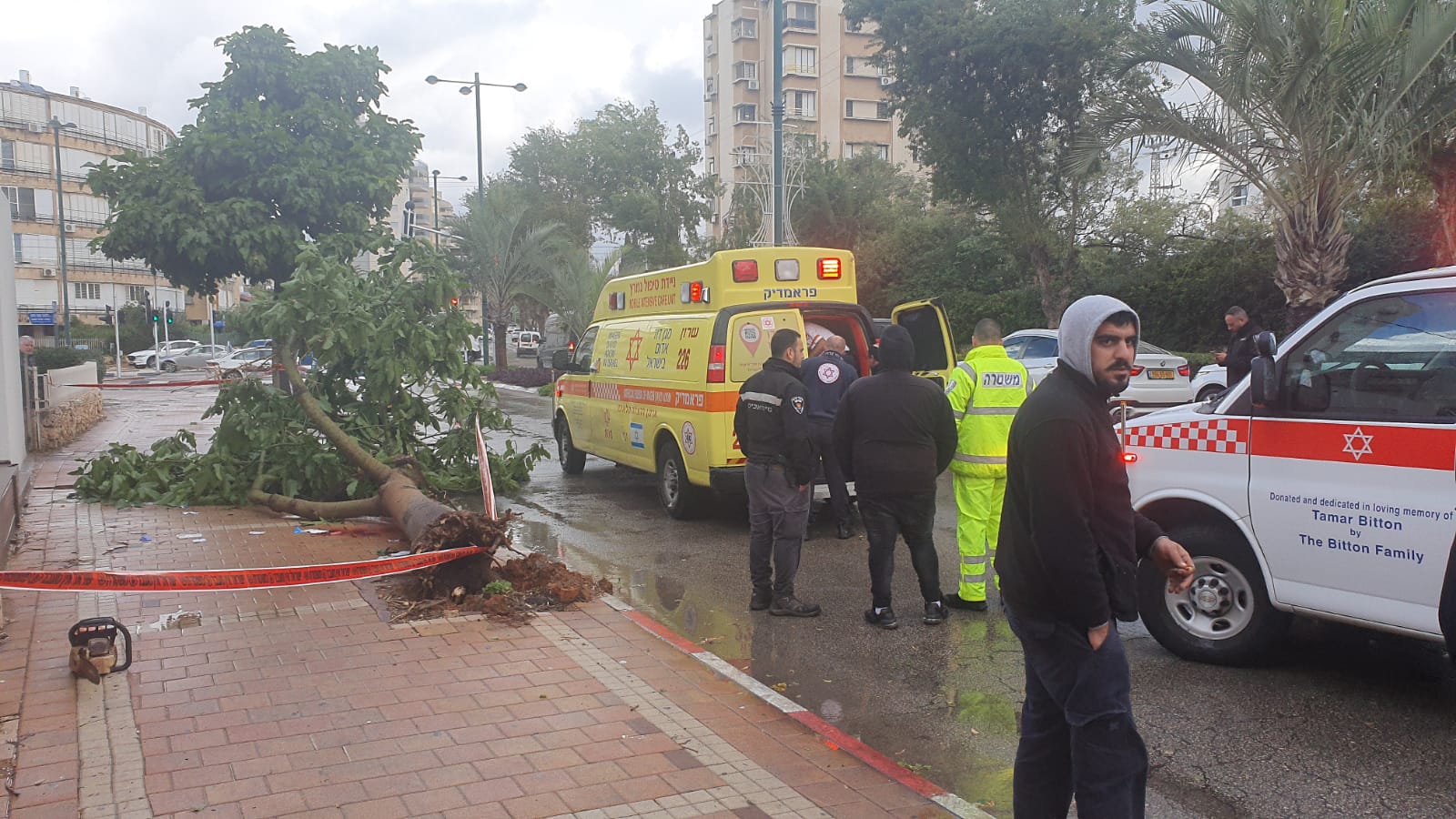 Новости израиля ньюс. Дерево упавшее в Израиле. Сильный ветер в Израиле.