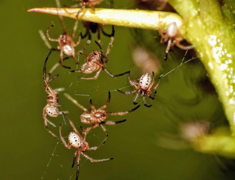 comparación del tamaño de la araña viuda negra