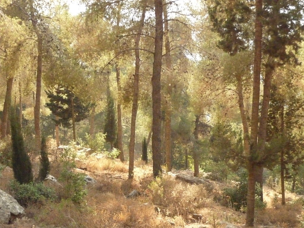 Imagen del bosque de Jerusalén, en el área llamada Revida. Foto: Dror Feitelson/PikiWiki - Israel free image collection project.