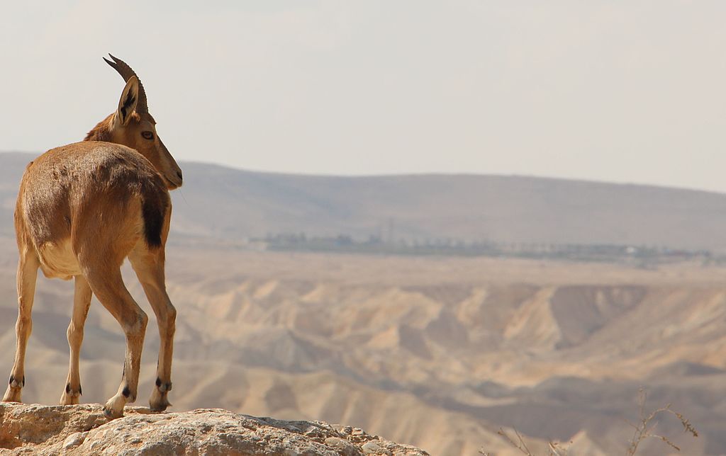 La naturaleza y los animales, uno de los atractivos turísticos de Israel. Foto: Rotem Nudmanuv/PikiWiki - Israel free image collection project.