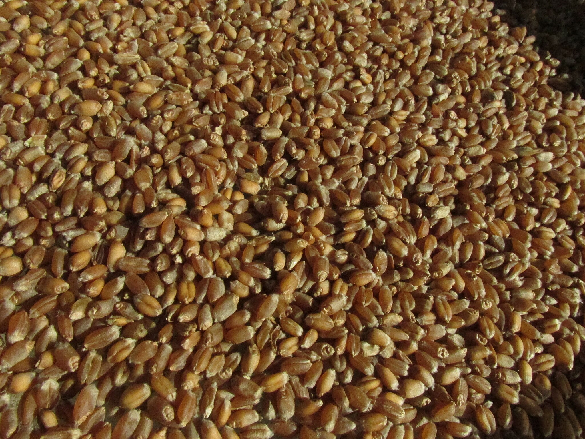 El trigo duro rojo de primavera (HRS) es uno de los cultivos más habituales en Estados Unido, y ya se está utilizando para su producción el tratamiento con bacterias israelí. Foto: Forest and Kim Starr/ CC BY 2.0, via Wikimedia Commons.