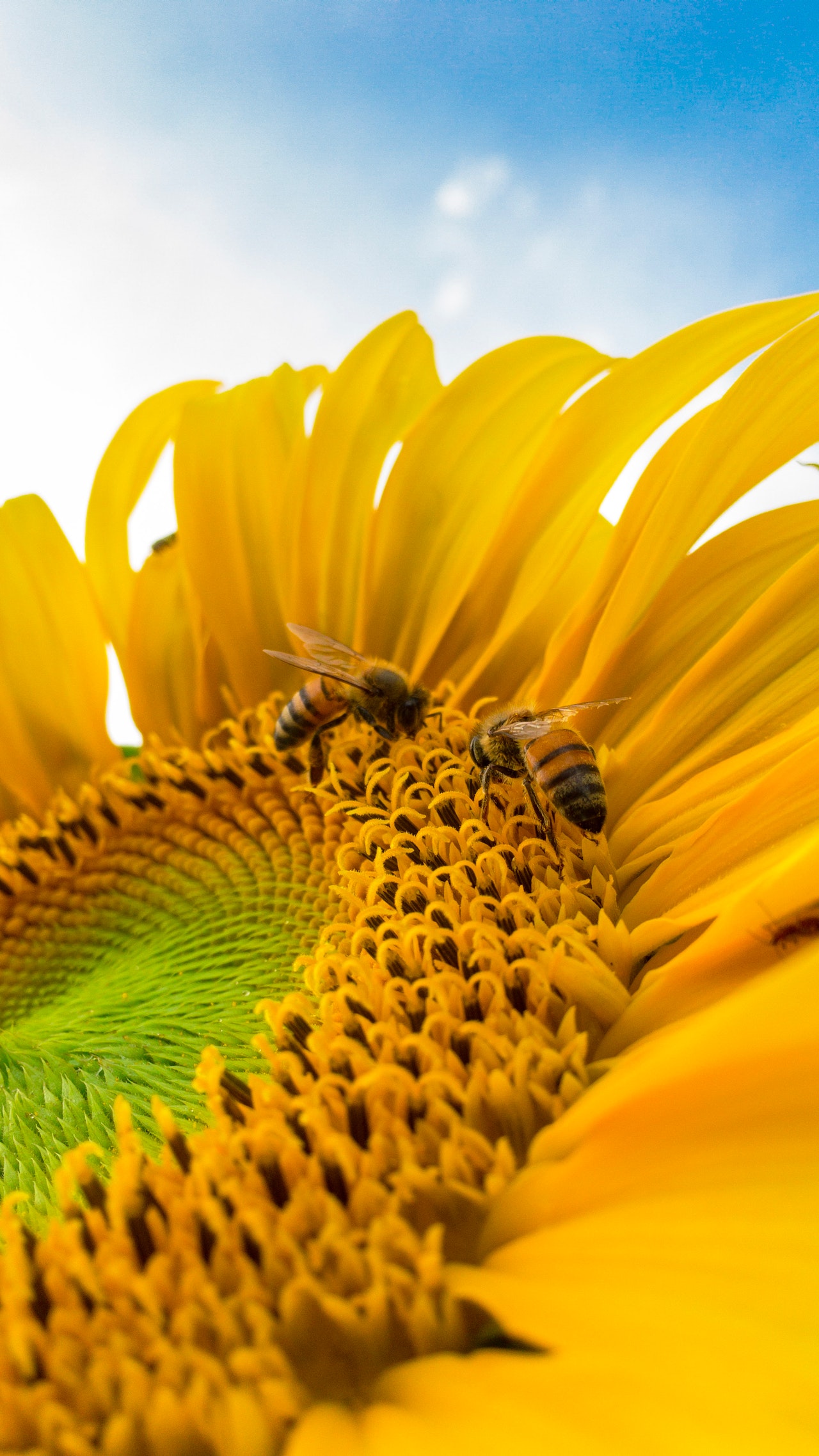 Los ambientalistas advierten de la crisis de la disminución en la población de los polinizadores naturales, las abejas. Foto: Caio/Pexels.