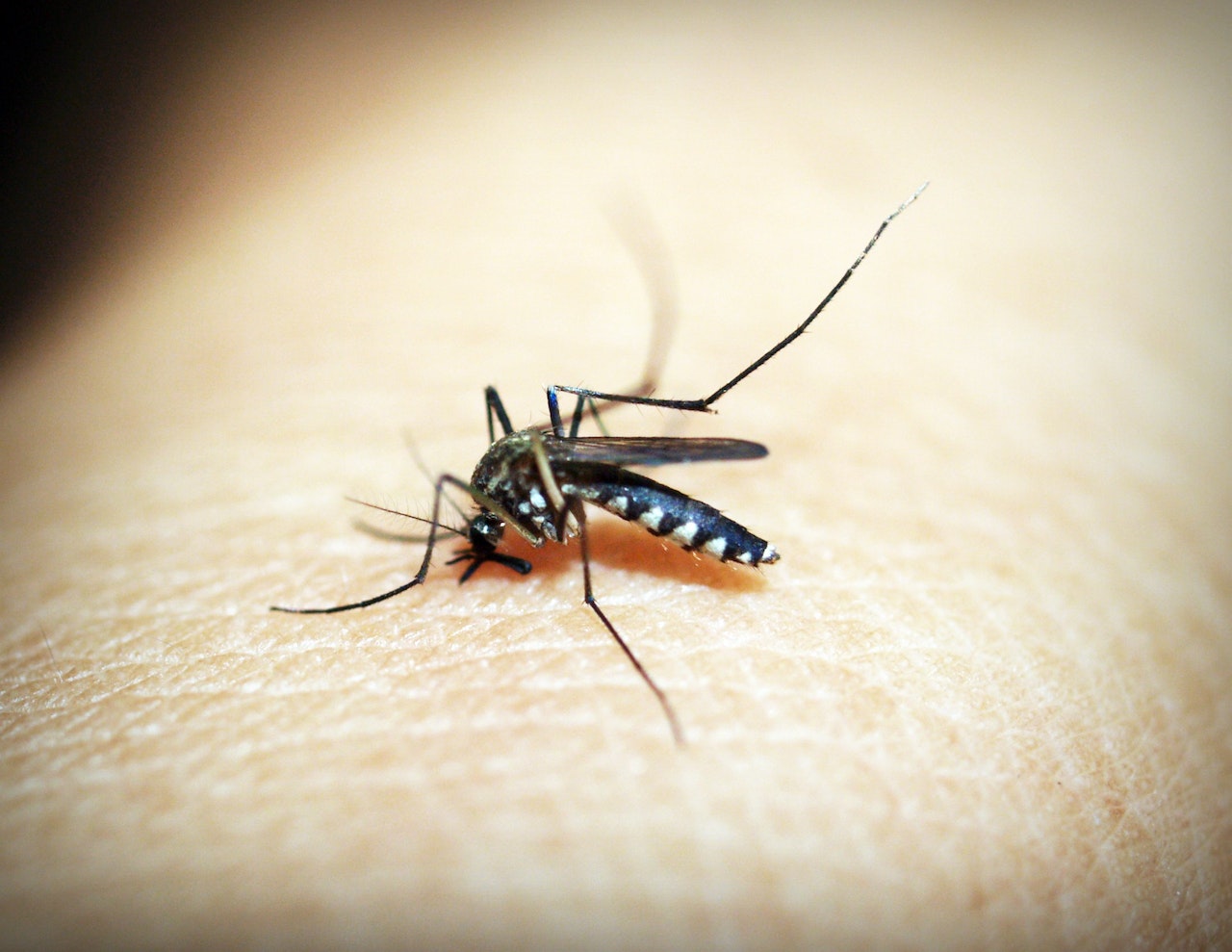 El virus del Nilo Occidental se transmite a las personas principalmente por la picadura de mosquitos infectados. Foto: icon0.com/Pexels.