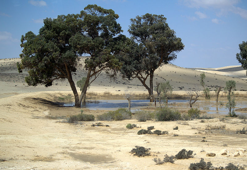 Plantación de árboles en el desierto del Néguev, uno de los proyectos de la JNF-KKL. Foto: David Shankbone/CC BY 3.0, via Wikimedia Commons