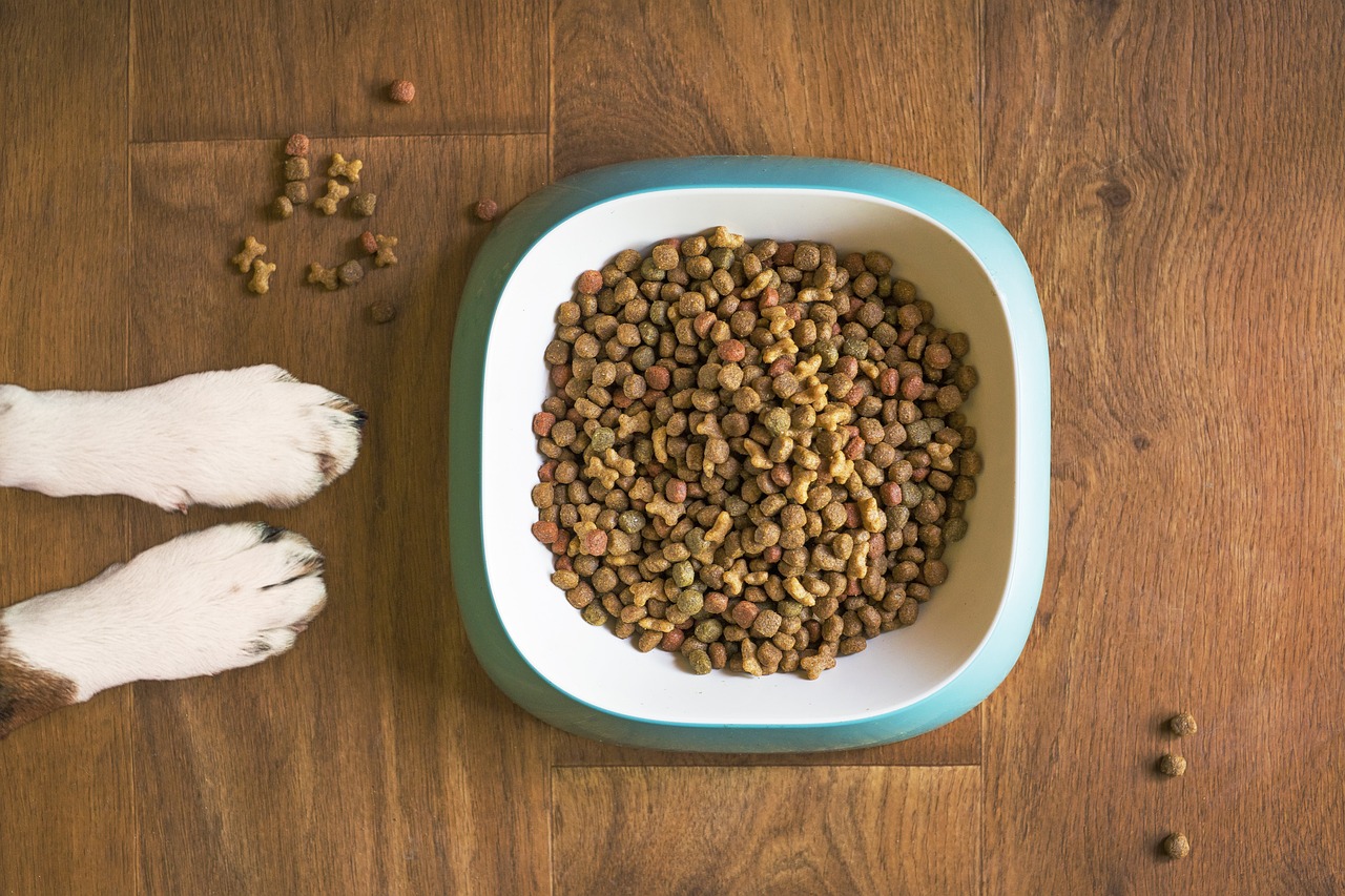 Uno de los productor de la compañía foodtech israelí Flying Spark es una proteína en polvo para mascotas como complemento alimenticio. Foto: Mat Coulton/Pixabay.