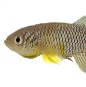 Nothobranchius furzeri GRZ, una especie de, pez killi, la especie que es la clave de la nueva investigación israelí. Foto: German wikipedia user Ugau/CC BY-SA 3.0, via Wikimedia Commons.