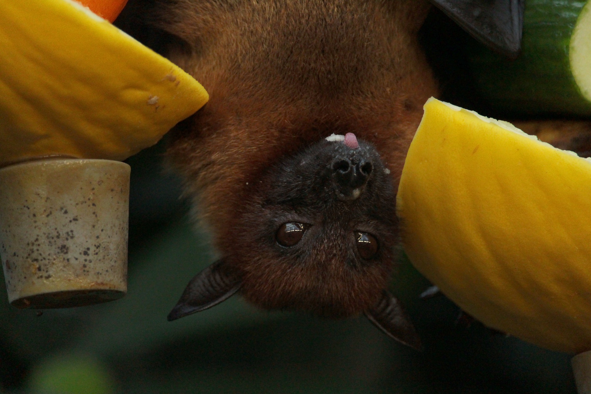 A través de lo que se denomina un "muestreo biológicamente asistido", los científicos utilizaron murciélagos para medir la temperatura aérea. Foto: Miriam Fischer/Pexels.