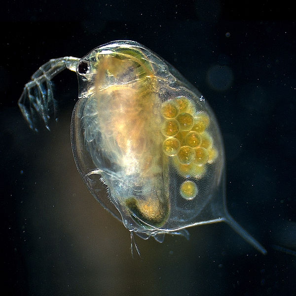 Una hembra adulta de la pulga de agua Daphnia, una de las especies en las que se basó el estudio de la TAU. Foto: Hajime Watanabe/CC POR 2.5, vía Wikimedia Commons.