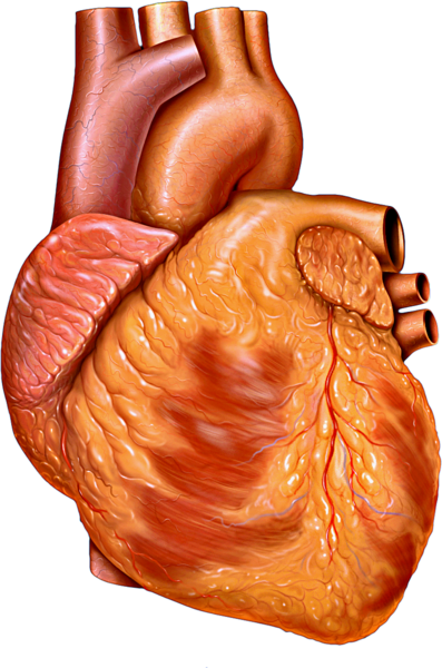 Modelo que representa la vista exterior anterior del corazón humano. Foto: Patrick J. Lynch/Wikipedia Commons.