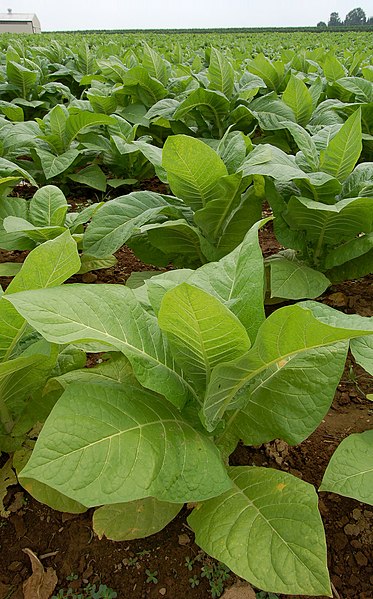 Plantación de tabaco (Nicotiana tabacum) en un campo en Pensilvania, Estados Unidos. Foto: ©Derek Ramsey/derekramsey.com.