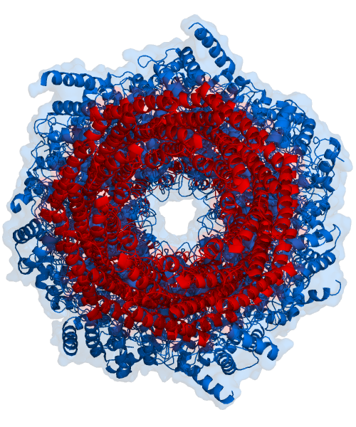 Representación de un proteosoma, el complejo proteico que que se encarga de realizar la degradación de proteínas no necesarias o dañadas. Foto: Thomas Splettstoesser (www.scistyle.com) CC BY-SA 3.0, via Wikimedia Commons.