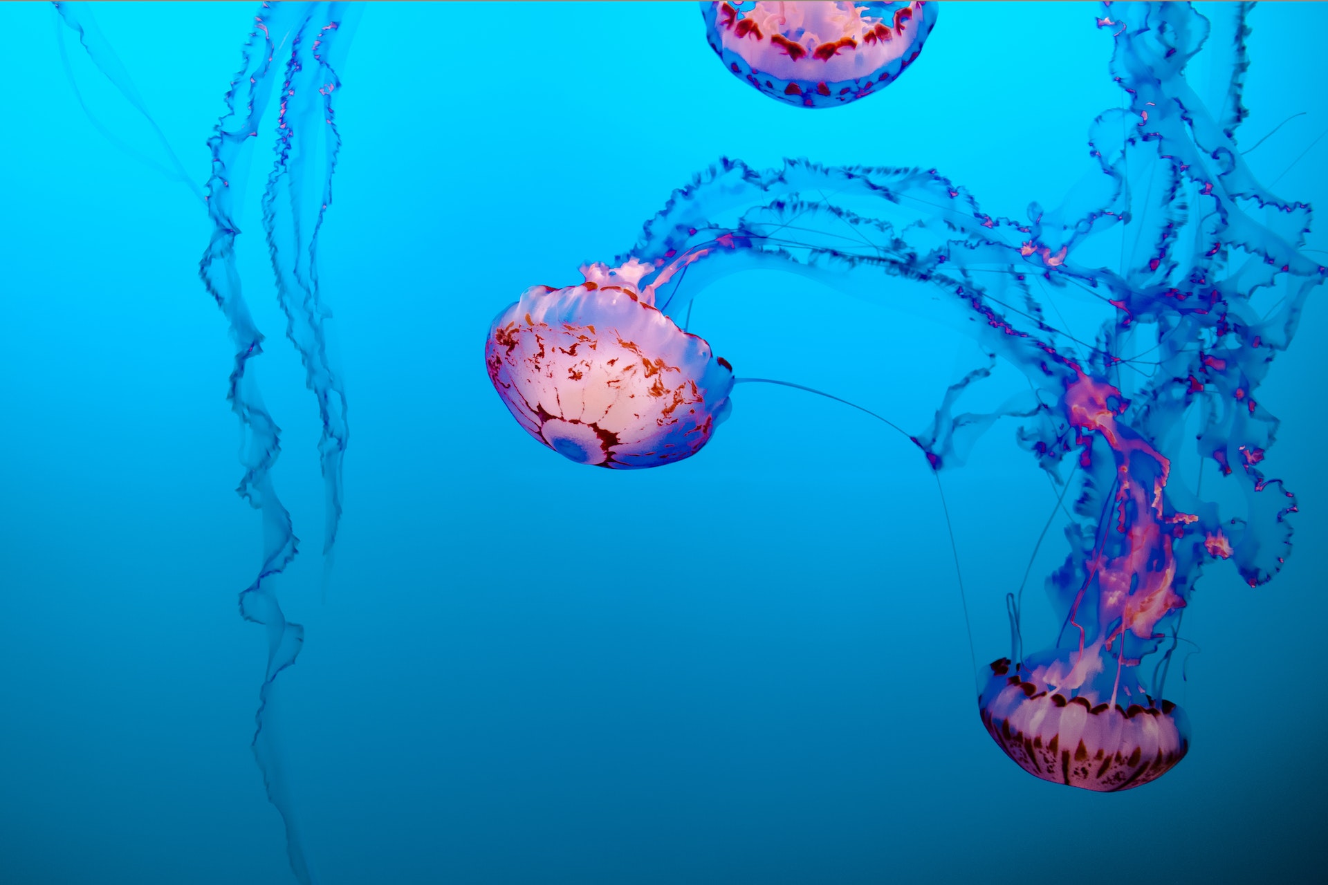Plantell utiliza proteína de medusa para ayudar a las plantas a señalar el estrés. Foto: Tim Mossholder/Pexels.