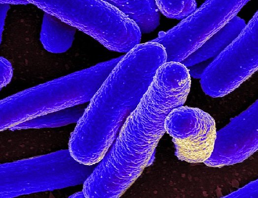 Micrografía electrónica de barrido de la bacteria Escherichia coli. Foto: IDKlab/CC BY-SA 4.0, via Wikimedia Commons.