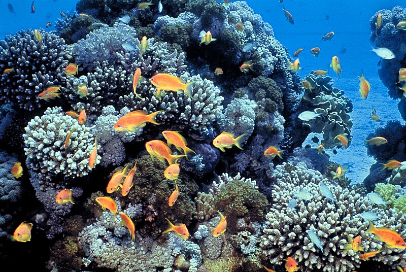 Arrecife de coral con Pseudanthias squamipinnis en el Golfo de Eilat, Mar Rojo. Foto: Daviddarom/Public domain, via Wikimedia Commons.