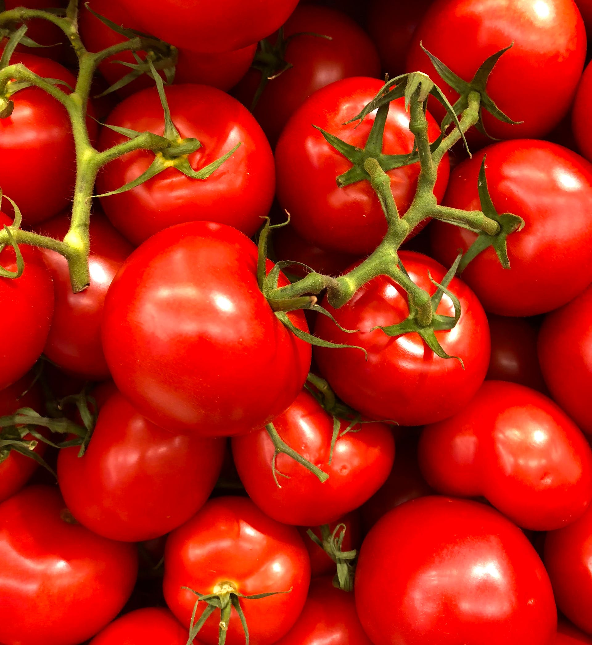 Utilizando una tecnología de edición genética, los investigadores redujeron la cantidad de tiempo en que la planta de tomate permite que el agua se evapore de sus hojas, lo que significa menos riego para la planta. Foto: Julia Nagy/Pexels.