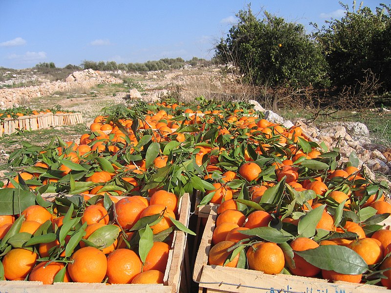 Cosecha de naranjas recolectada en Kufr Jammal. Foto: Public domain, via Wikimedia Commons.