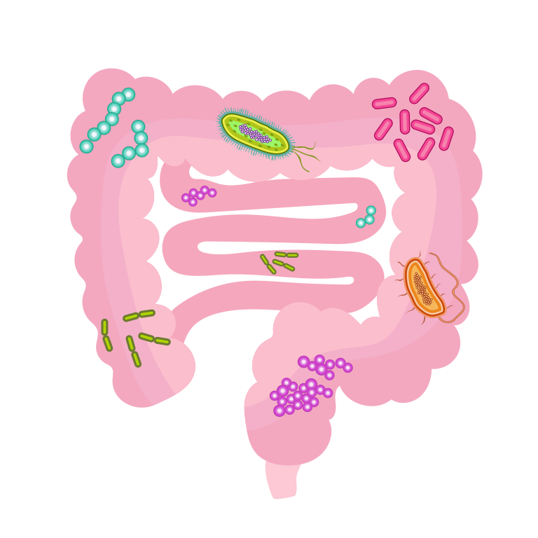 Ilustración de la microbiota intestinal. Foto: DataBase Center for Life Science (DBCLS), CC BY 4.0, via Wikimedia Commons.