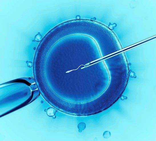 Imagen de inyección intracitoplasmática de espermatozoides. Foto: US Government Owned Photo, Public domain, via Wikimedia Commons.