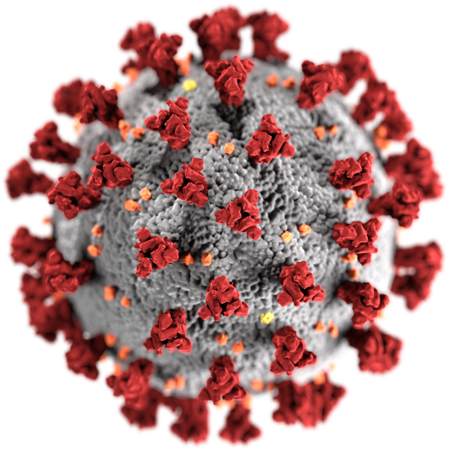 Ilustración creada en los Centros para el Control y la Prevención de Enfermedades (CDC) de la morfología del virus del COVID-19. Foto: Alissa Eckert, MS; Dan Higgins, MAM, Public domain, via Wikimedia Commons.