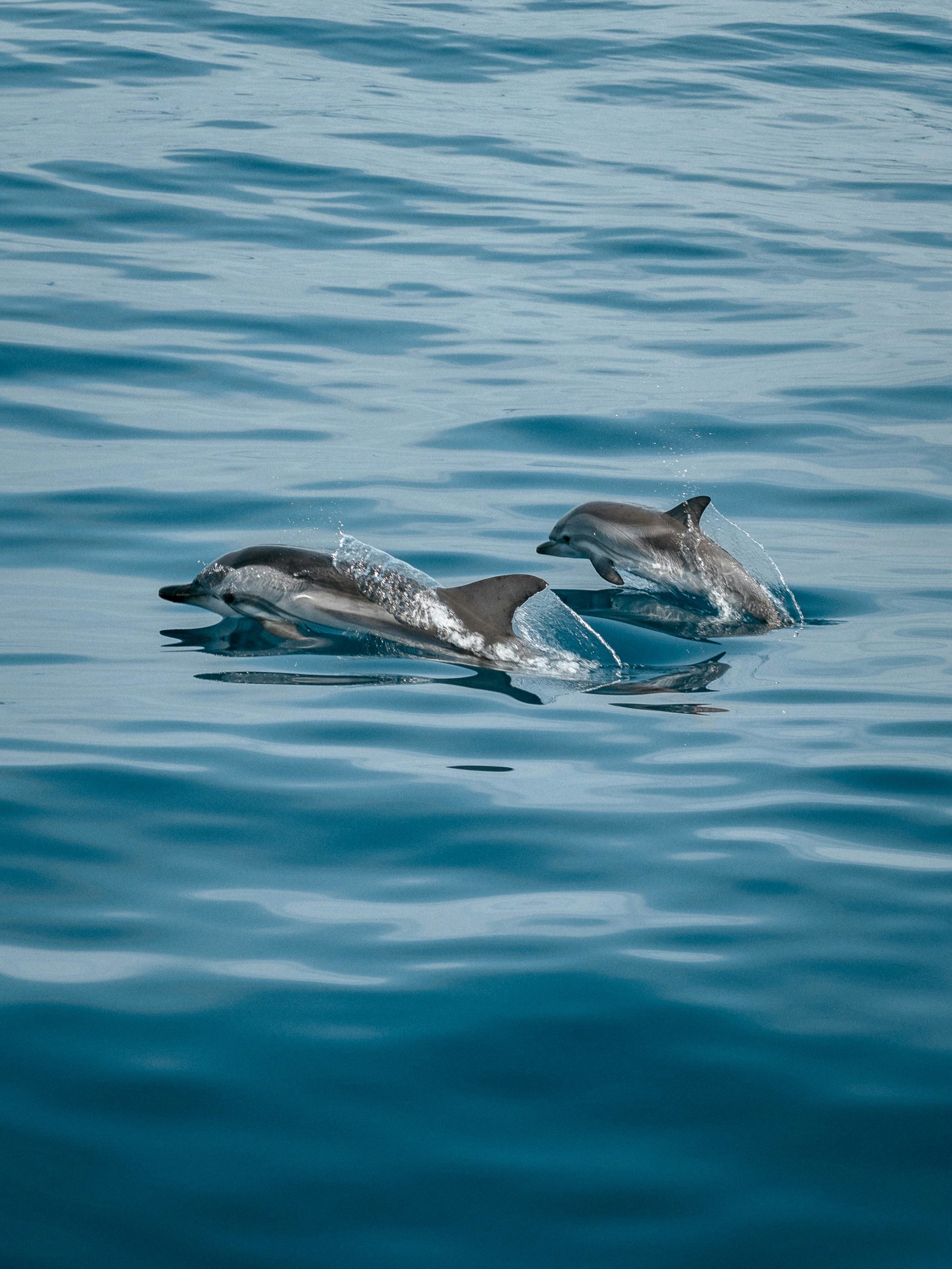 Los delfines se comunican utilizando una amplia variedad de sonidos y gestos no verbales. Estos incluyen silbidos, clics y paquetes de sonido de amplio espectro llamados pulsos de explosión. Foto: Jonas Von Werne/Pexels.