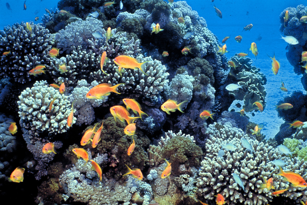 Arrecife de coral con Pseudanthias squamipinnis, Golfo de Eilat, Mar Rojo. Foto: Daviddarom, Public domain, via Wikimedia Commons.