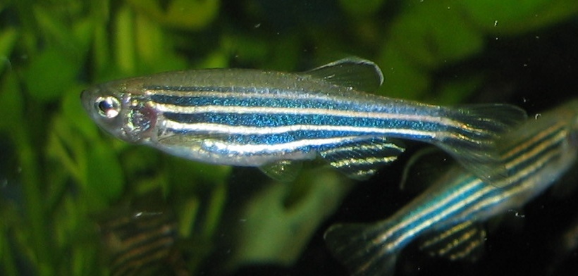 Un ejemplar hembra del pez cebra (Danio rerio) con cola de abanico. Foto: Azul, Copyrighted free use, via Wikimedia Commons.