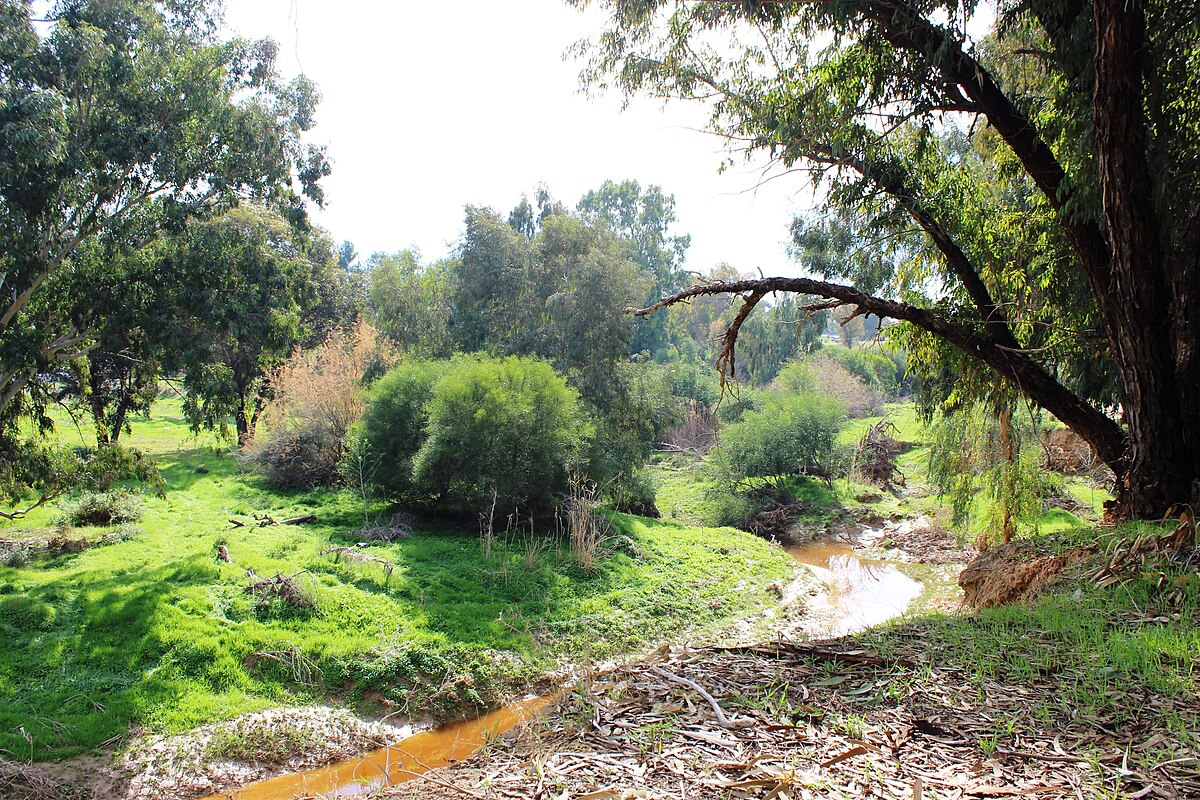 Bosque Beeri, Israel. Foto: Stav Konchtyk Pikiwiki Israel ,CC BY 2.5, vía Wikimedia Commons.