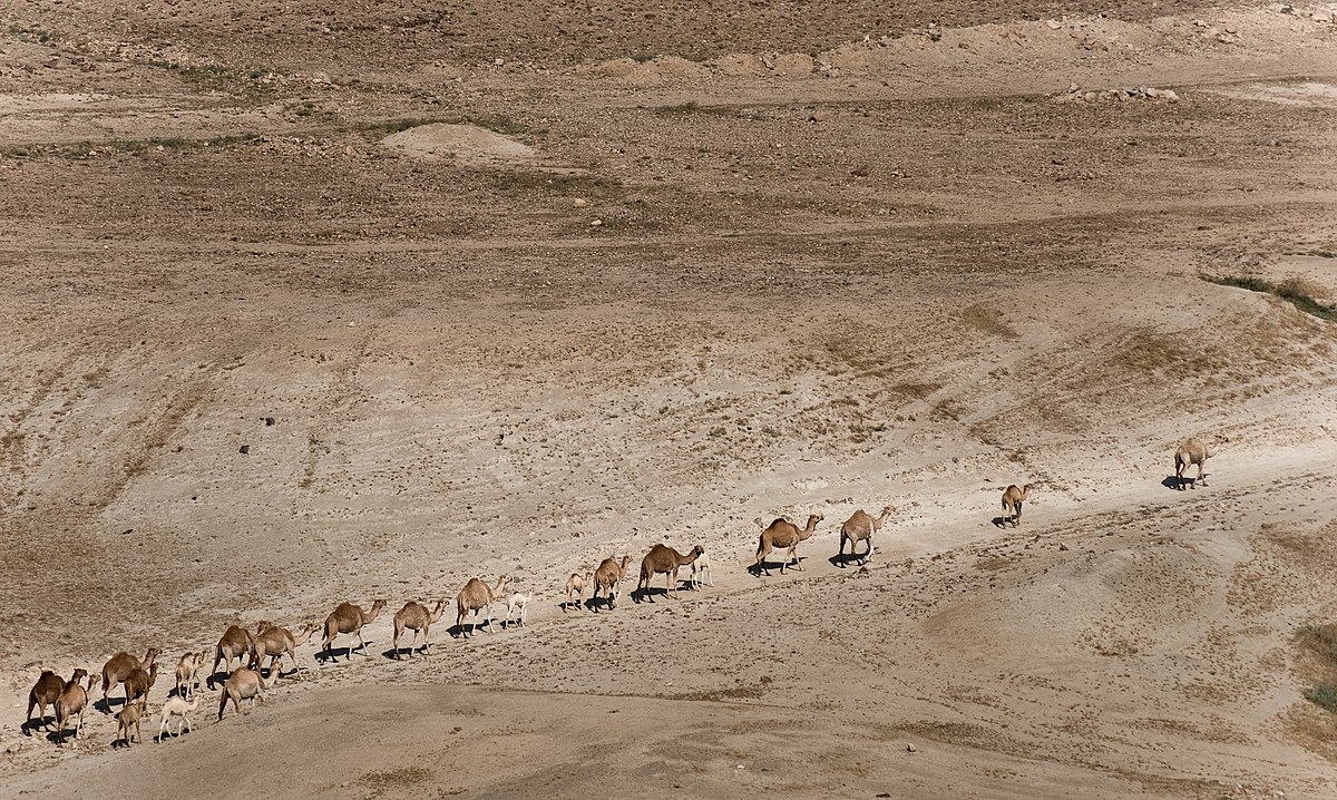 Veinte camellos arábigos en el Valle del Jordán.. Foto: Ishai Parasol from Israel, CC BY-SA 2.0, via Wikimedia Commons.